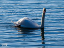 Swan – Łabędź